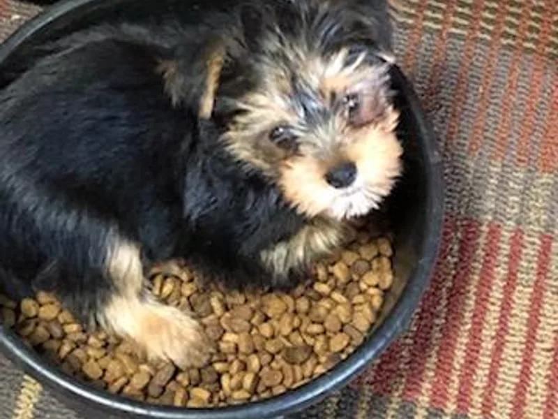 Ellen's Yorkshire Terriers