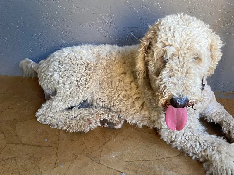 Ellie &amp; Co. Doodles and Poodles