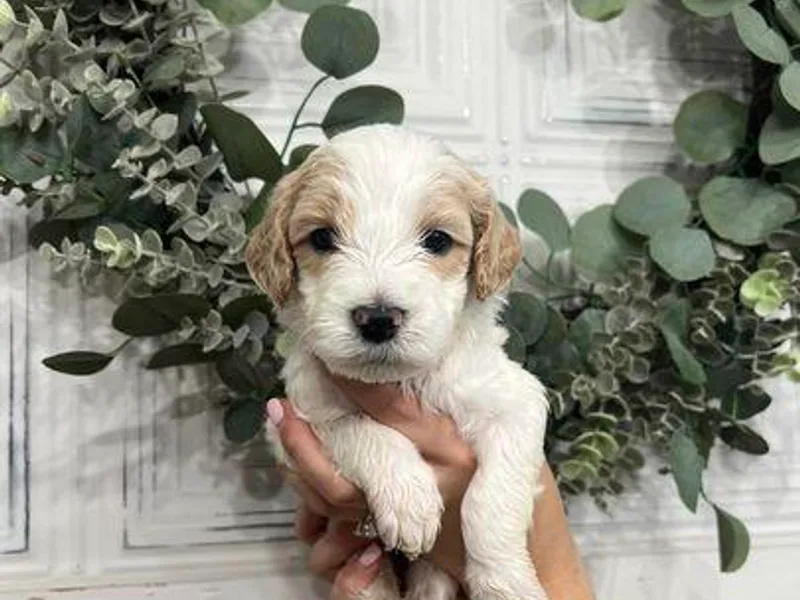 Ellie Jo’s Goldendoodles