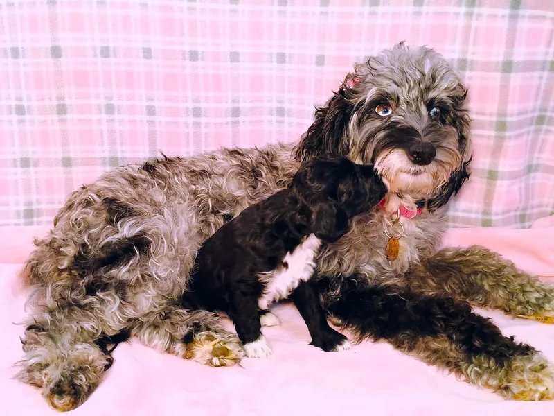 Ellie's Cute as a Button Yorkies