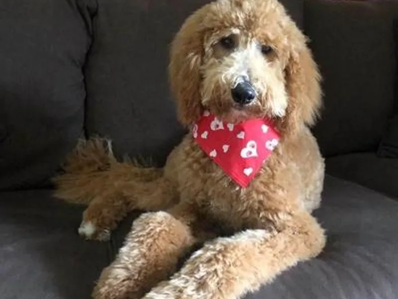 Ellie’s Doods