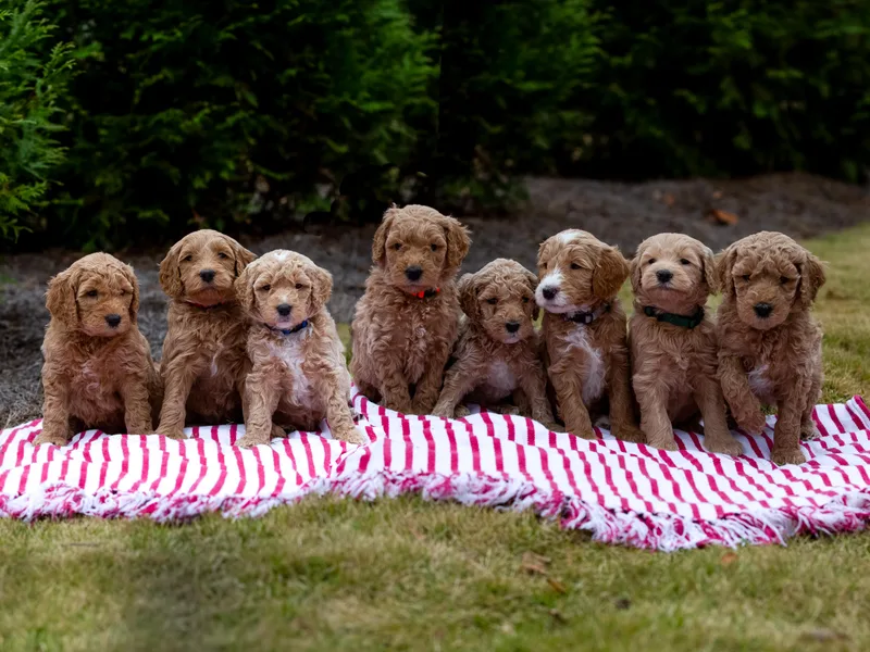 Ellie's Goldendoodles