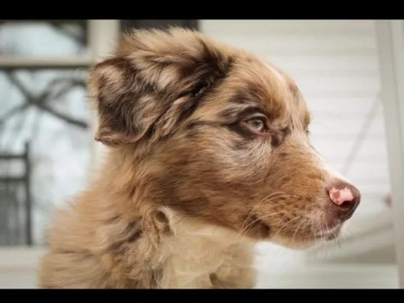 Elliott’s Aussies