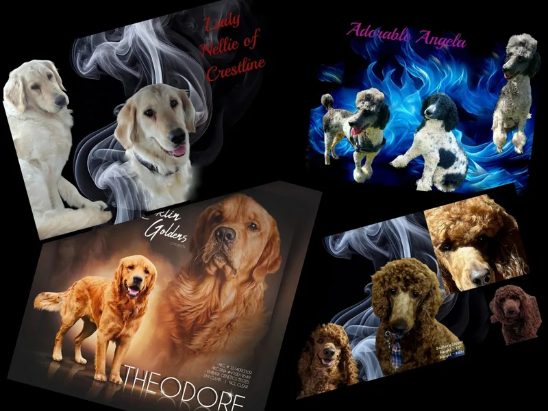 Elliott's Elite Puppies