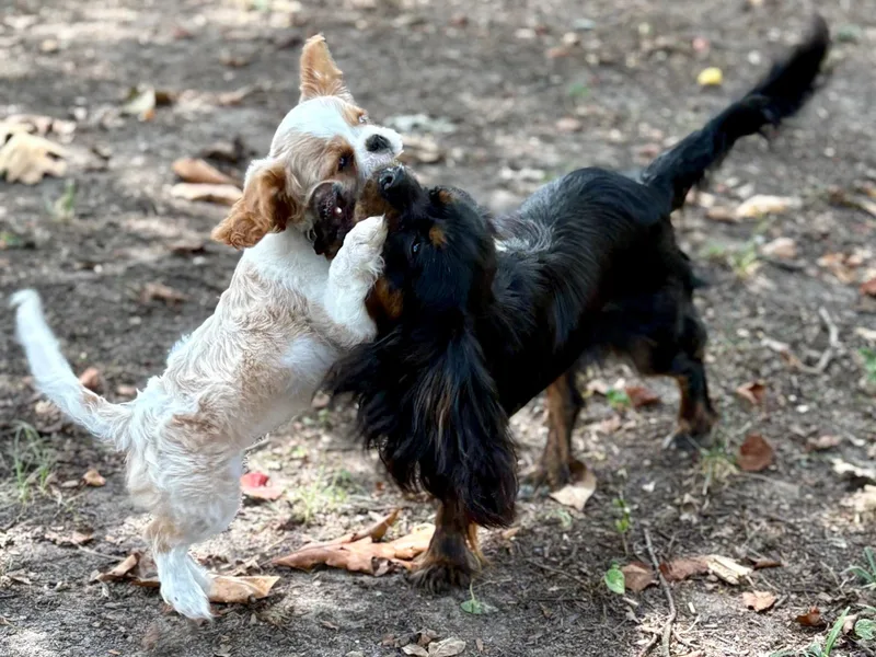 Ellis Family Cavaliers