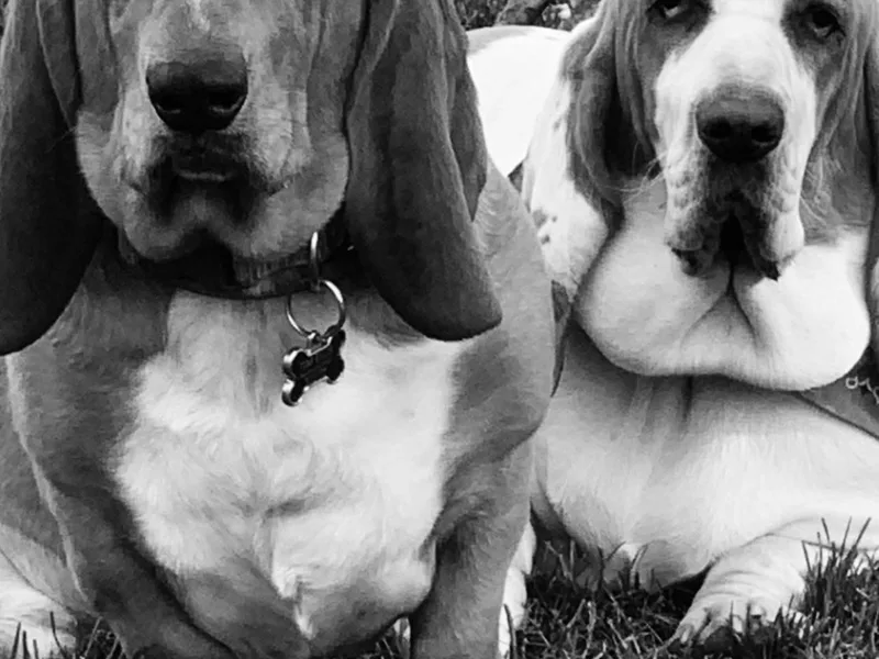 Ellis House of Bassetts