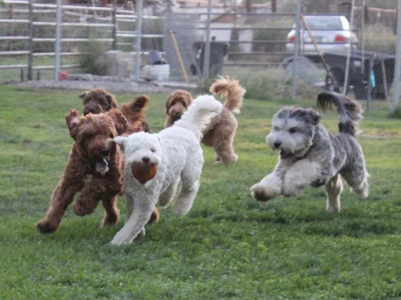 EllsWORTH Labradoodles LLC