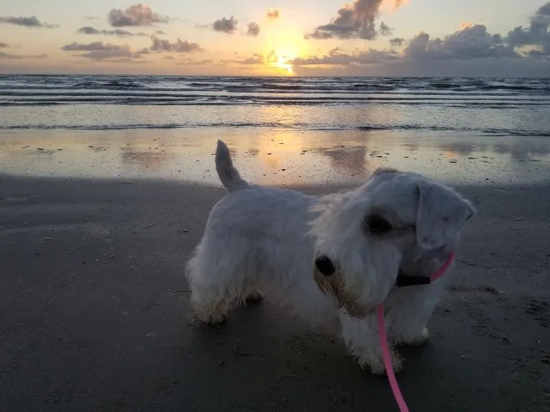 Ellusion's Sealyham Terriers