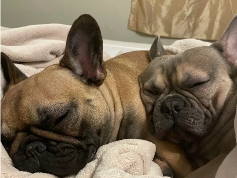 Elm Frenchie Quarters