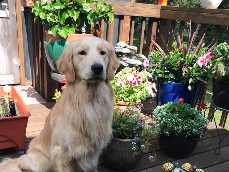 Elmcreek Golden Retrievers and Helping Paws, MN