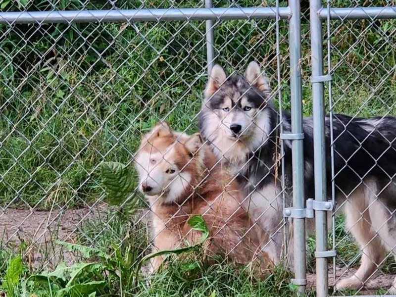 Elmer Huskies