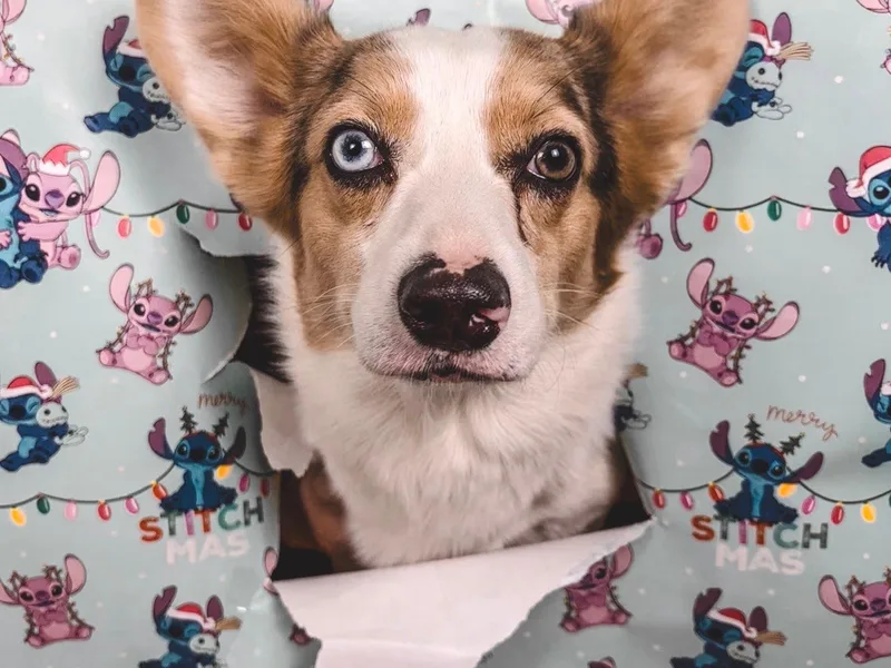 Elmiphyr Corgis