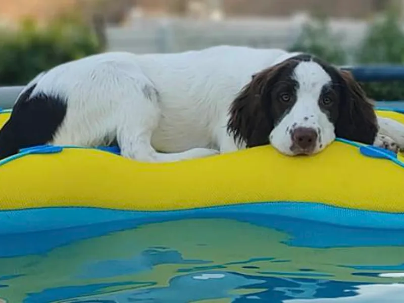 Elouise Springer Spaniels