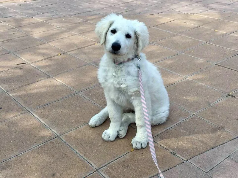 Elsö Kuvasz photo 1