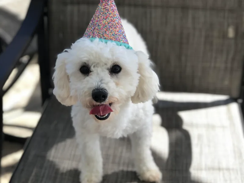 Elsa’s Mini Poodles