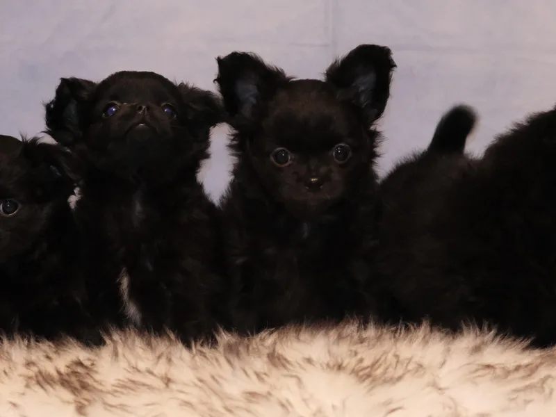 Elsbeth's Chihuahuas