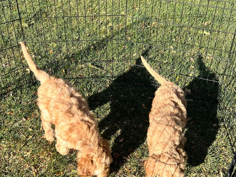 Elsha's Goldendoodles
