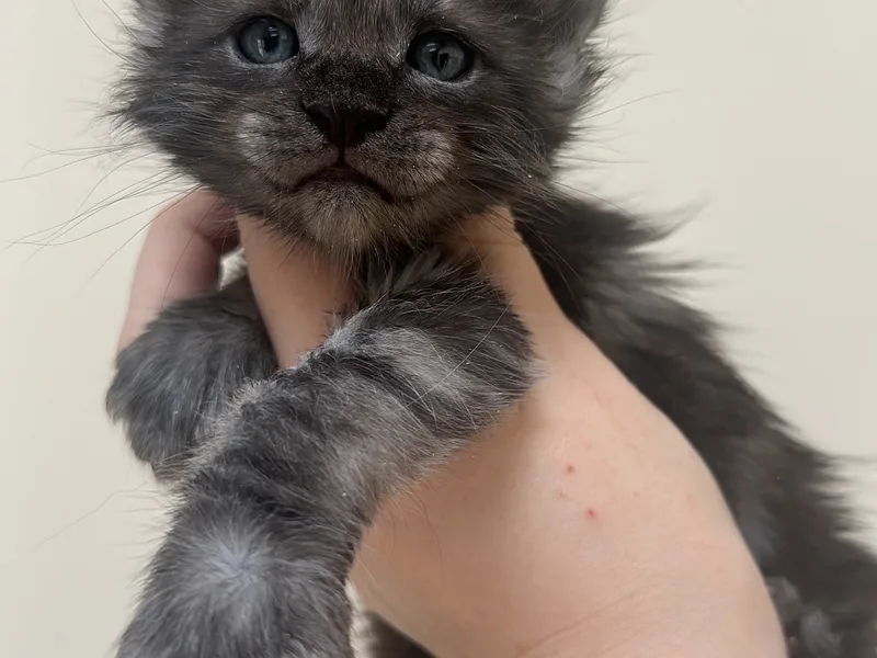 Elskerkats photo 1