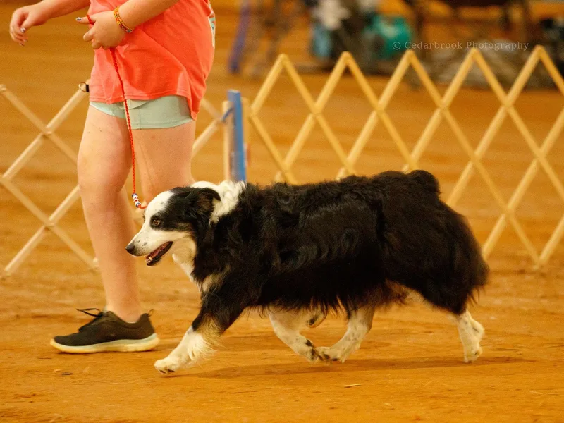 ELSRi’s Crimson Cross Mini Aussies