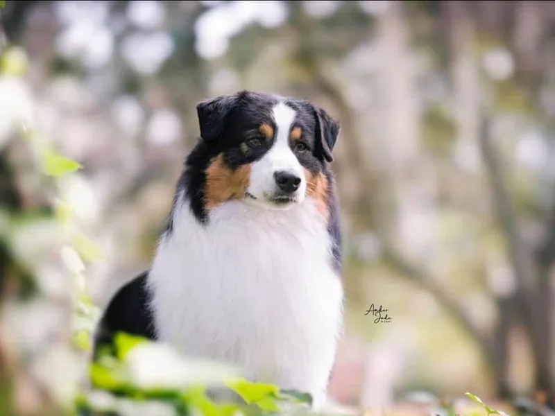 Elusive Australian Shepherds