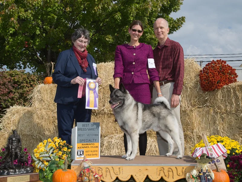 Elvemel Norwegian Elkhounds
