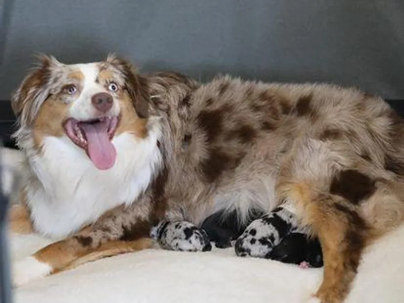 ELVF Mini Aussies photo 1