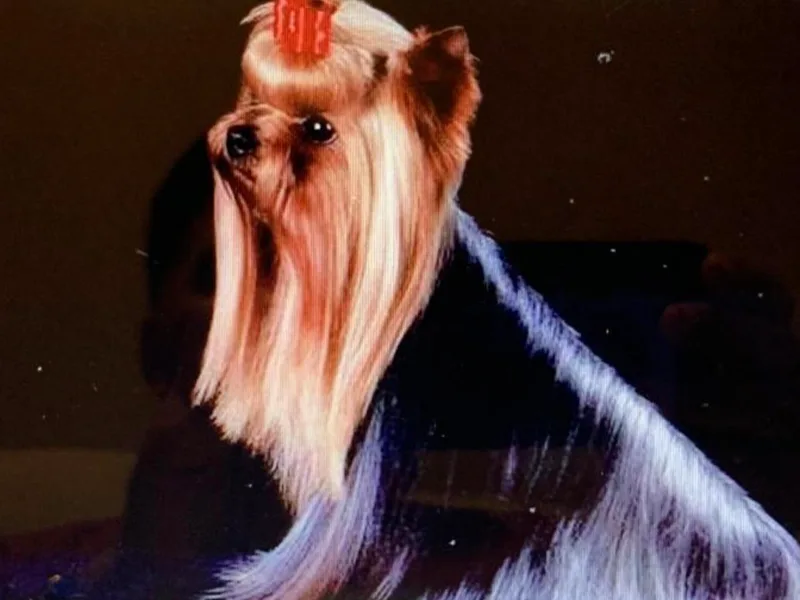 Elvis Blues Yorkshire Terriers