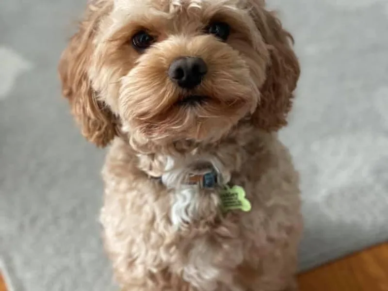 Elway’s Cavapoo’s