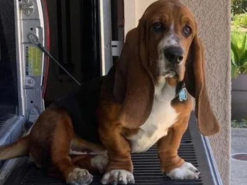 Ely’s Basset Hounds