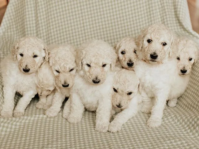 Elysee Standard Poodles