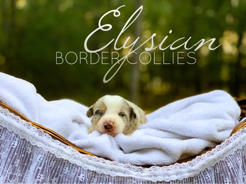 Elysian Border Collies, LLC.