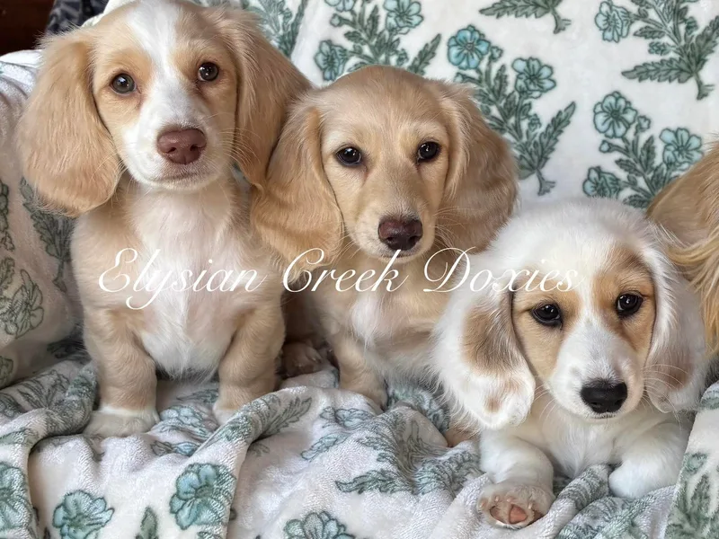 Elysian Creek Doxies