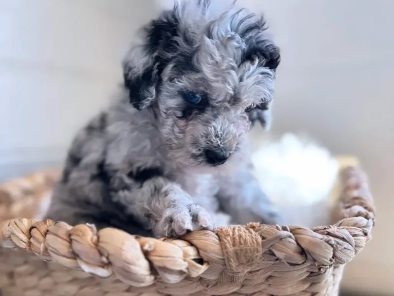 Elysian Puppies
