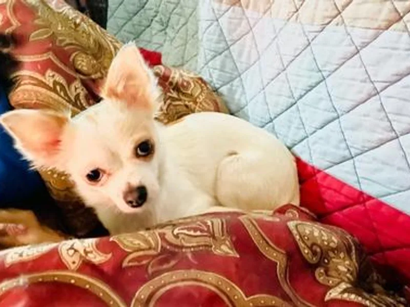 Elysium Fields Chihuahuas