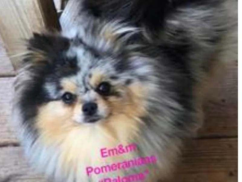 Em&amp;M Pomeranians
