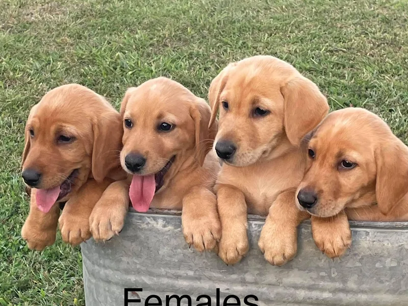 Embarras River Retrievers-Labradors