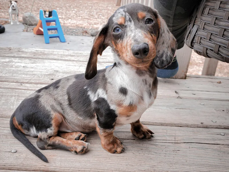 Ember Creek Doxies