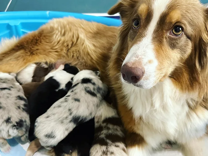 Ember's Homestead- Australian Shephers