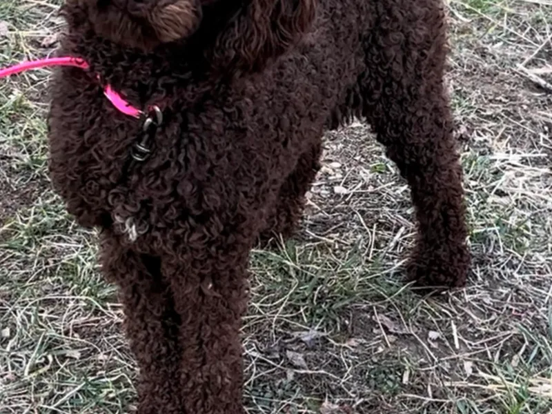 Ember’s Kennel of Poodles and Doodles