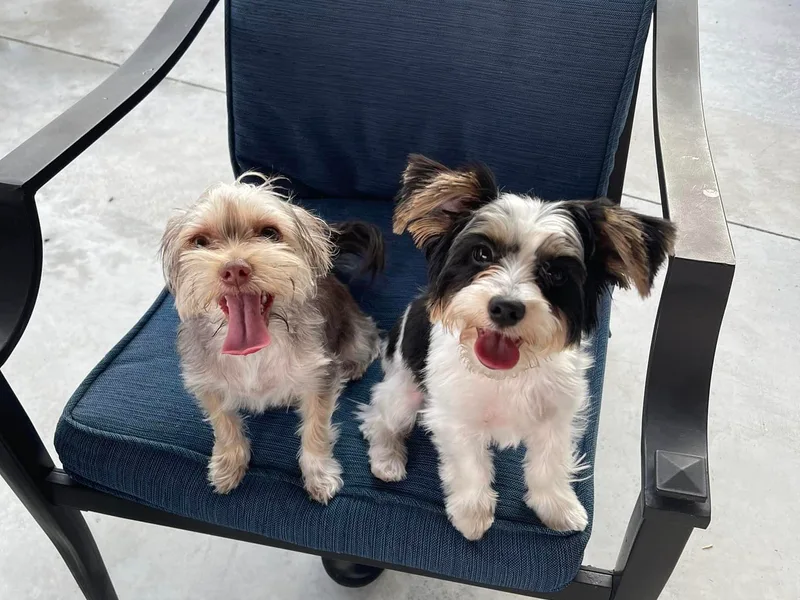Ember Valley Yorkies