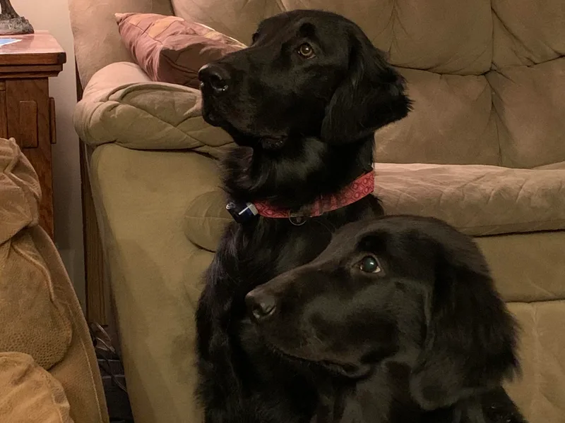 EmberMist Flat-Coated Retrievers