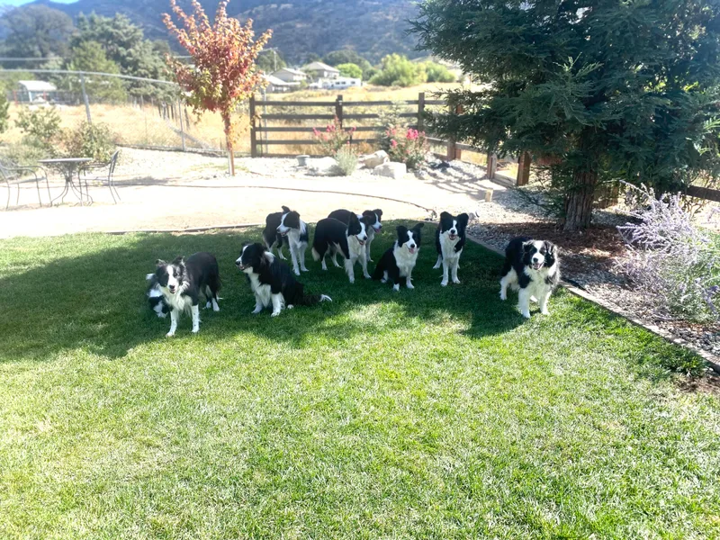 Embrace Border Collies photo 1