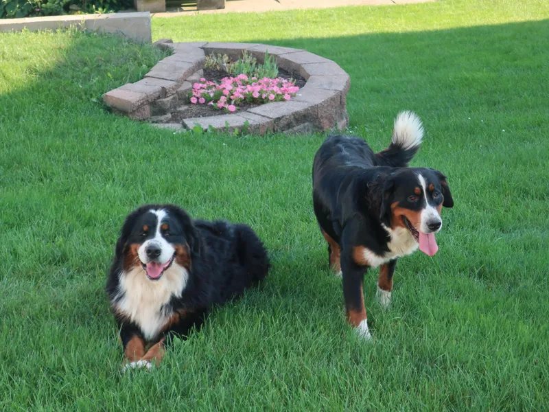 Emerald Acres Bernese