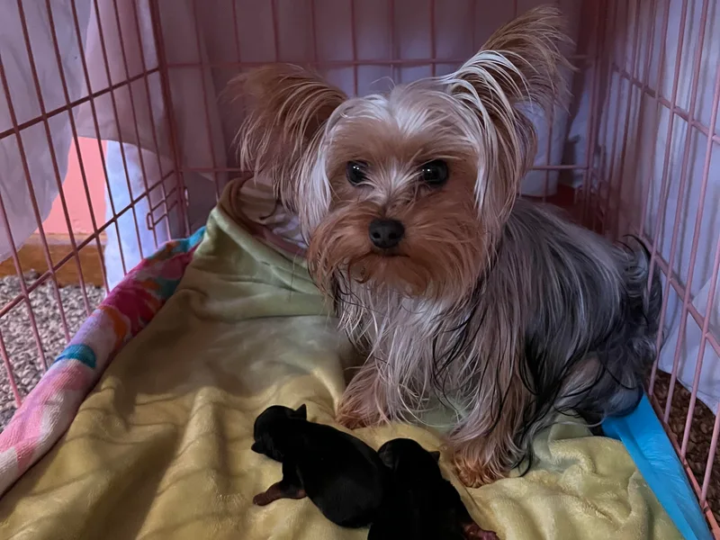 Emerald City Yorkie’s