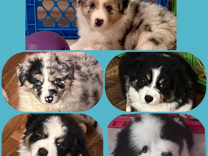 Emerald Coast Australian Shepherds