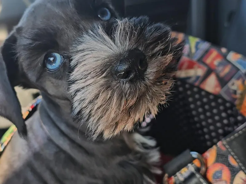 Emerald Coast Schnauzers