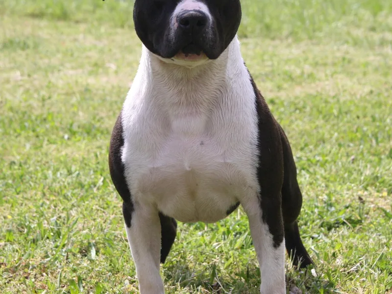 Emerald Creek Kennel
