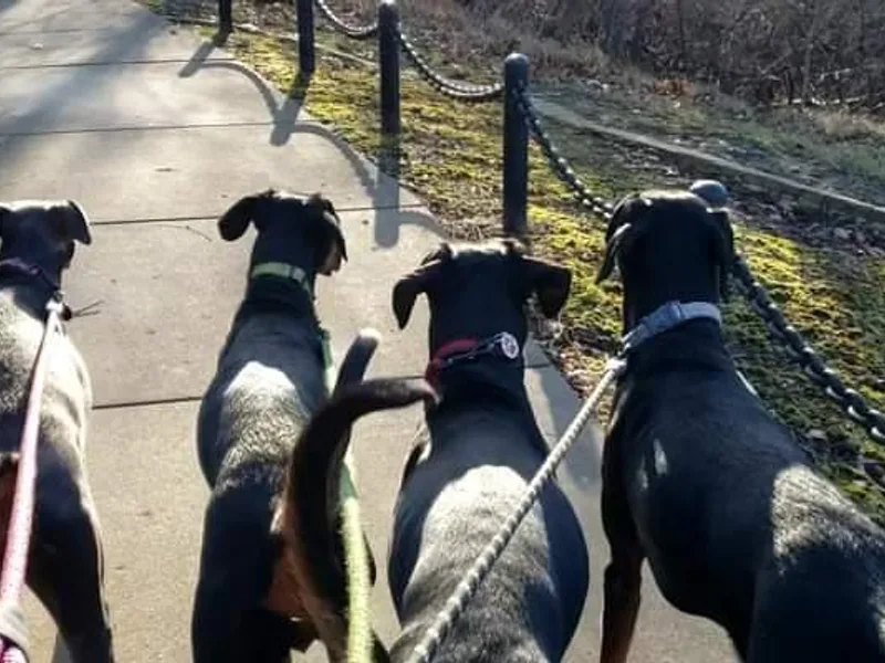 Emerald Eire Dobermanns