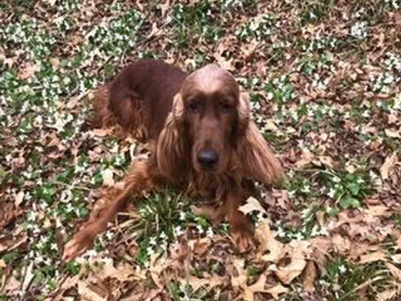 Emerald Isl’s Irish Setters