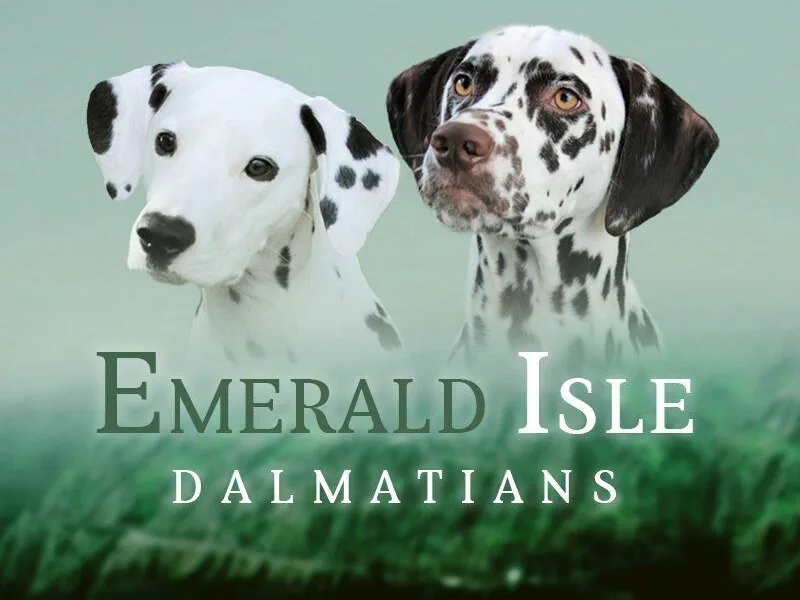 Emerald Isle Dalmatians